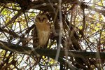 059 Barn Owl