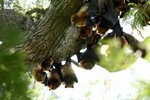 062 Madagascar Fruit Bat (Flying Fox)