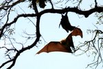 063 Madagascar Fruit Bat (Flying Fox)