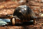 065 Madagascar Radiated Tortoise