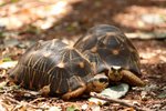 066 Madagascar Radiated Tortoise