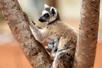 068 Ring-tailed Lemur