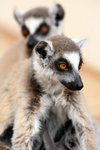 069 Ring-tailed Lemur
