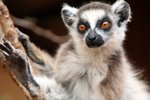 070 Ring-tailed Lemur