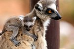 071 Ring-tailed Lemur