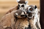 072 Ring-tailed Lemur - the family