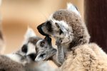 073 Ring-tailed Lemur