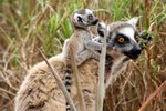 074 Ring-tailed Lemur