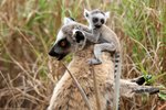 075 Ring-tailed Lemur