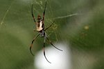 076 Spider Nephila madagascariensis