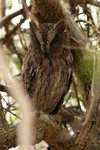 081 Madagascar Scops Owl