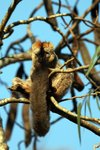 099 Red-fronted Brown Lemur