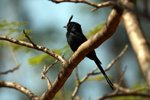 104 Crested Drongo