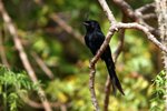 105 Crested Drongo