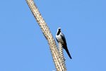 106 Namaqua Dove (M)
