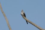 107 Namaqua Dove (F)
