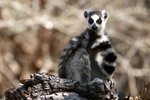 112 Ring-tailed Lemur