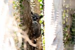 114 White-footed Sportive Lemur