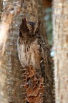 119 Madagascar Scops Owl