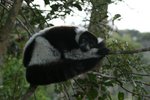 012 Black-and-white Ruffed Lemur