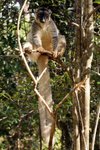013 Common Brown Lemur