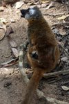 014 Common Brown Lemur (with infant)
