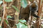 017 Grey Bamboo Lemur
