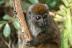 021 Grey Bamboo Lemur