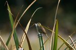 040 Madagascar Swamp Warbler