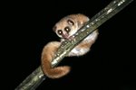 054 Brown Mouse Lemur