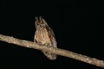 059 Madagascar Long-eared Owl
