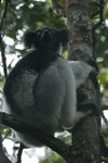 066 Indri