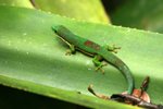 076 Phelsuma Gecko