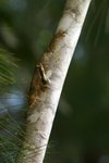 093 Leaf-tailed Gecko