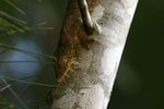 094 Leaf-tailed Gecko
