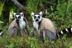 108 Ring-tailed Lemur