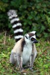 109 Ring-tailed Lemur