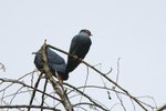 125 Madagascar Blue Pigeon