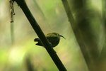 05 Common Sunbird-Asity (F)