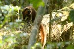 21 Golden Bamboo Lemur
