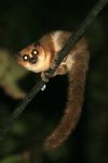 42 Brown Mouse Lemur
