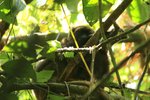 56 Greater Bamboo Lemur