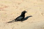 112 Crested Drongo