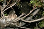 125 White-browed Owl