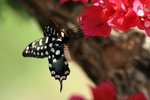 129 Swallowtail Butterfly - Atrophaneura anterior