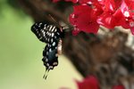 130 Swallowtail Butterfly - Atrophaneura anterior