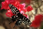 131 Swallowtail Butterfly - Atrophaneura anterior