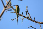 88 Madagascar Bee-eater