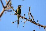 89 Madagascar Bee-eater