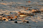 03 Three-banded Plover